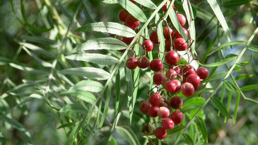 Schinus Molle Essential Oil