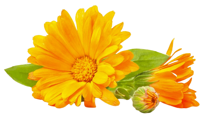 Calendula Oil Benefits