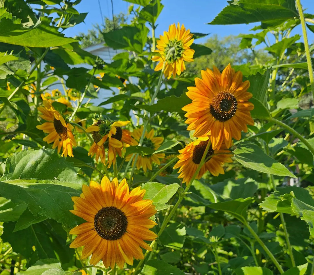 The Power of Lecithin