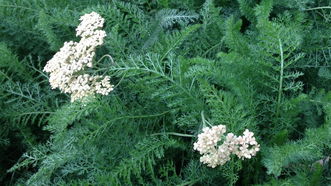 The Benefits of Yarrow