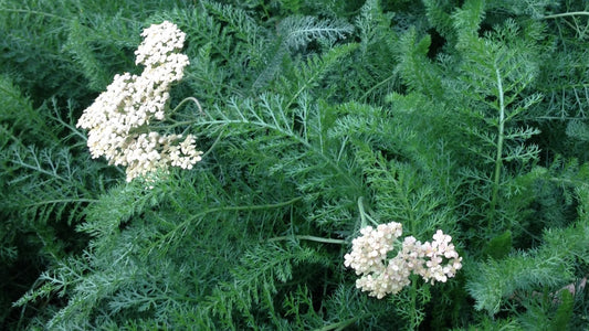 The Benefits of Yarrow