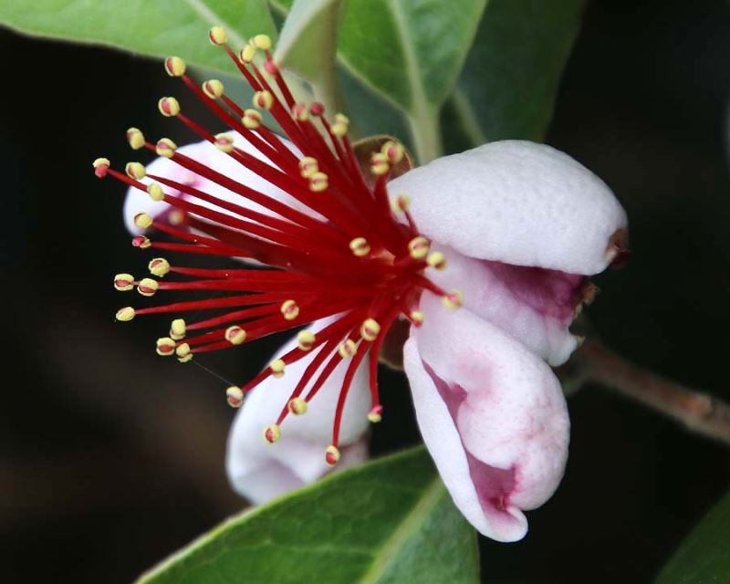 Feijoa ~ Guava Fruit Powder