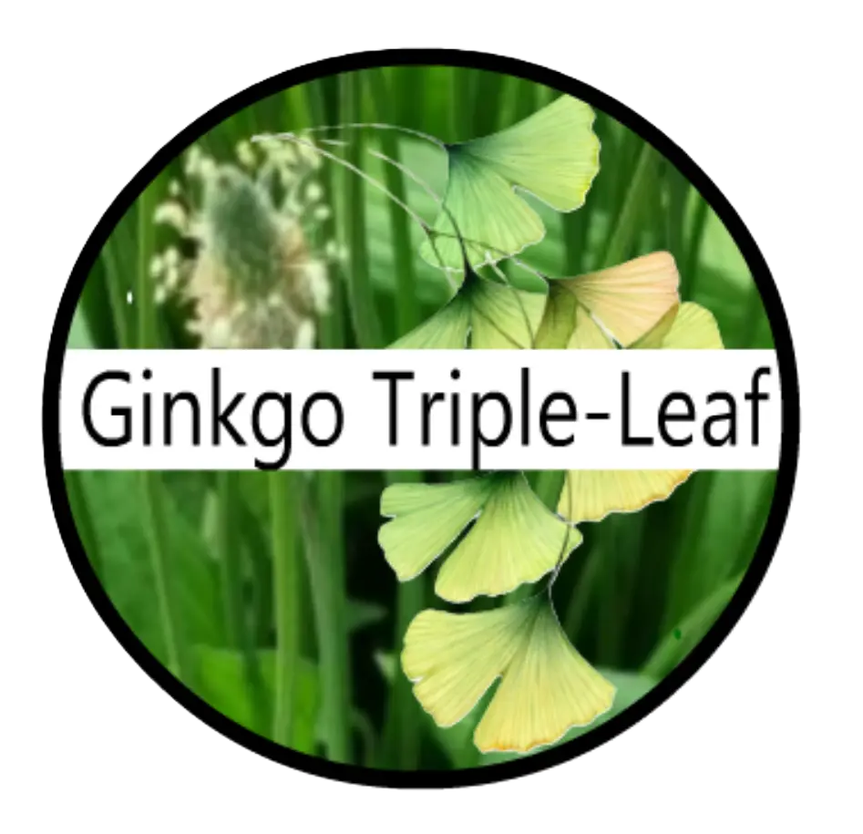 Ginkgo Triple-Leaf Powder