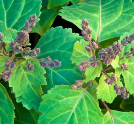 Patchouli Essential Oil