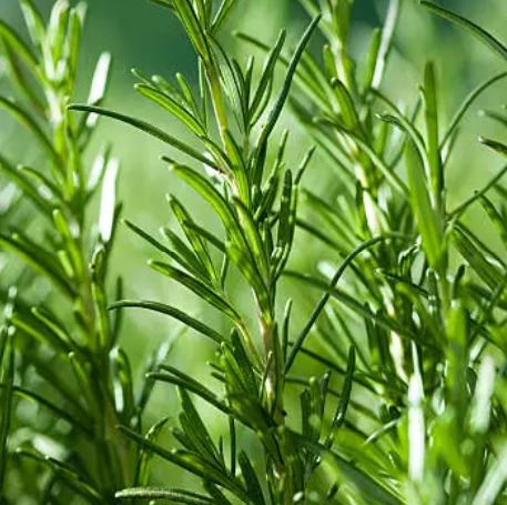 Rosemary Essential Oil