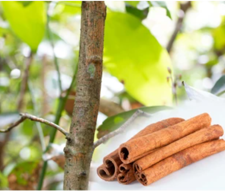 Cinnamon Essential Oil