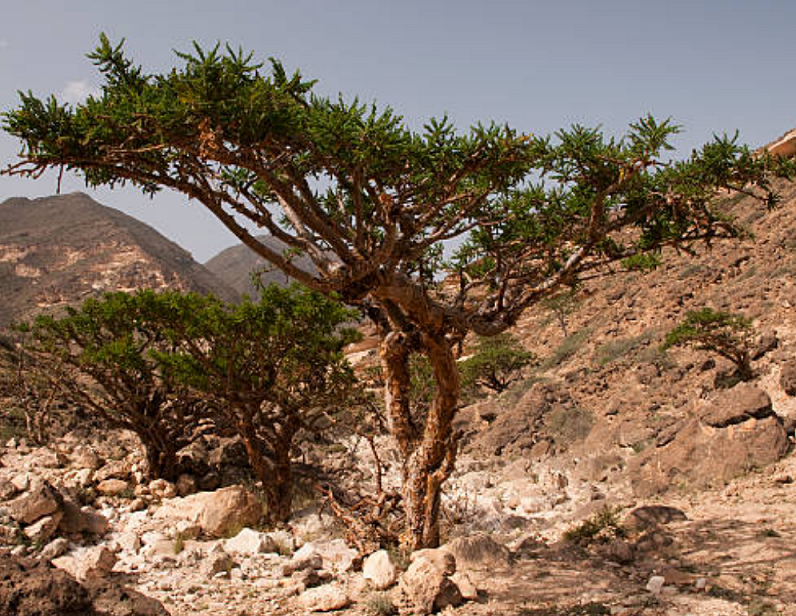 Frankincense Essential Oil