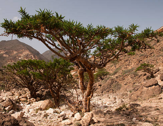 Frankincense Essential Oil