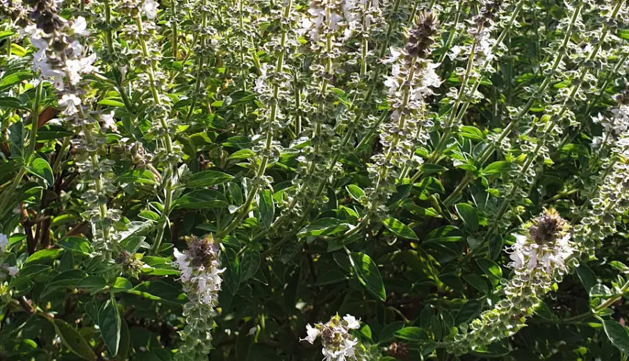 Basil Essential Oil