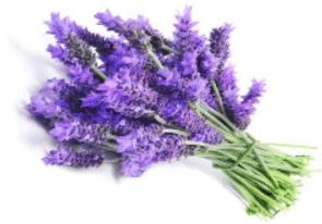 Lavender Essential Oil