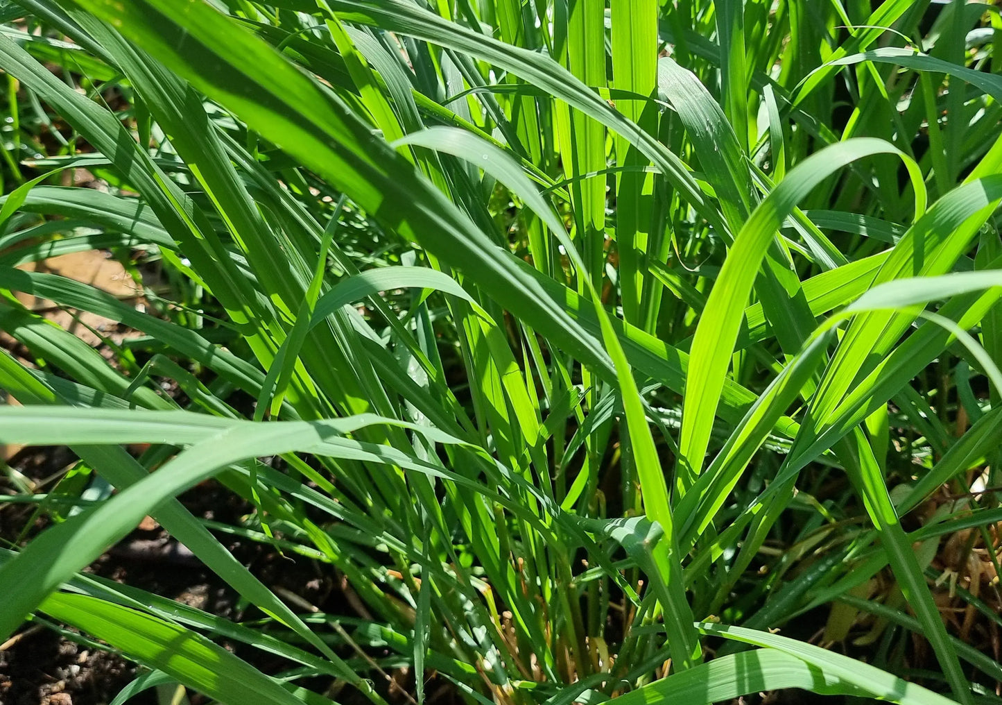 Lemongrass Essential Oil