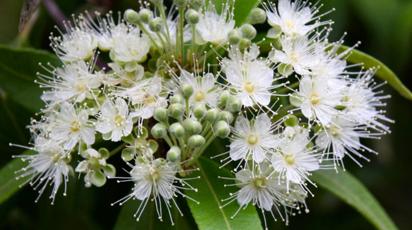 Lemon Myrtle Essential Oil