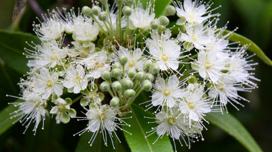 Lemon Myrtle Essential Oil