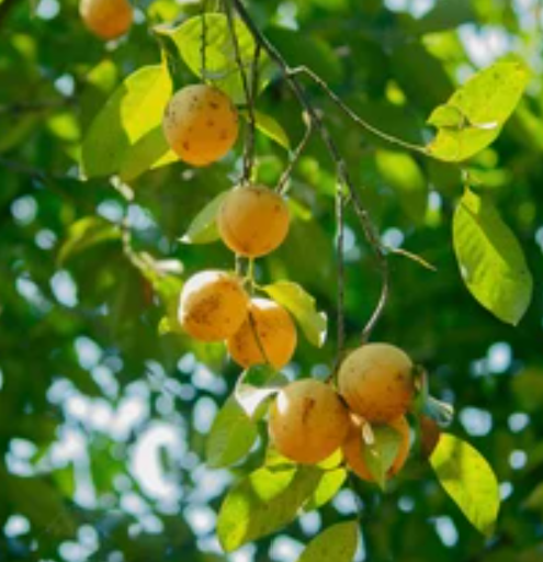 Nutmeg Essential Oil