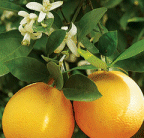 Orange Essential Oil