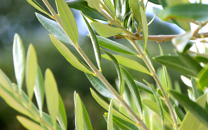 Hydrosol - Olive Leaf