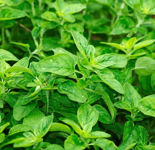 Oregano Essential Oil