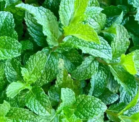 Peppermint Essential Oil