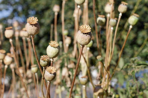 Poppy Seeds