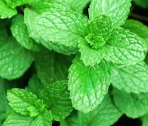 Spearmint Essential Oil