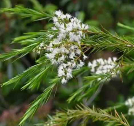 Tea Tree Essential Oil