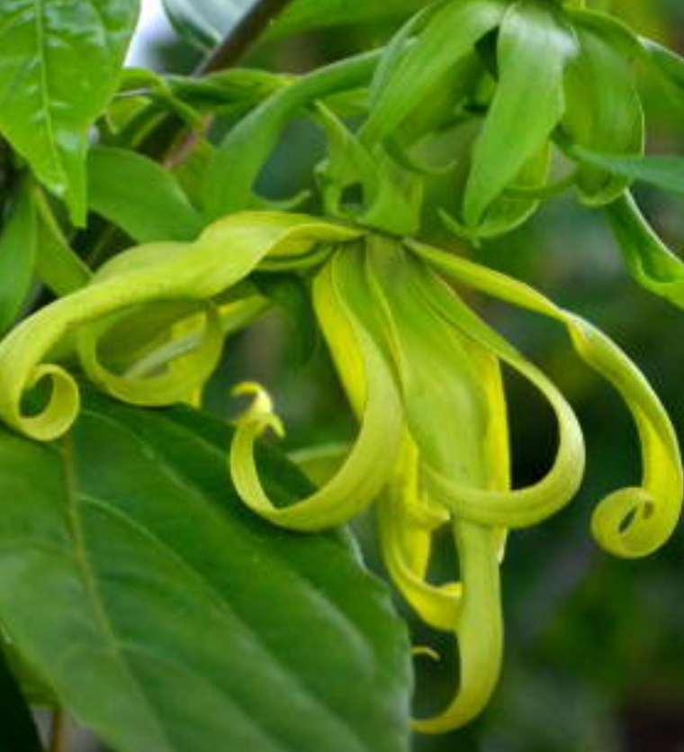 Ylang Ylang Essential Oil