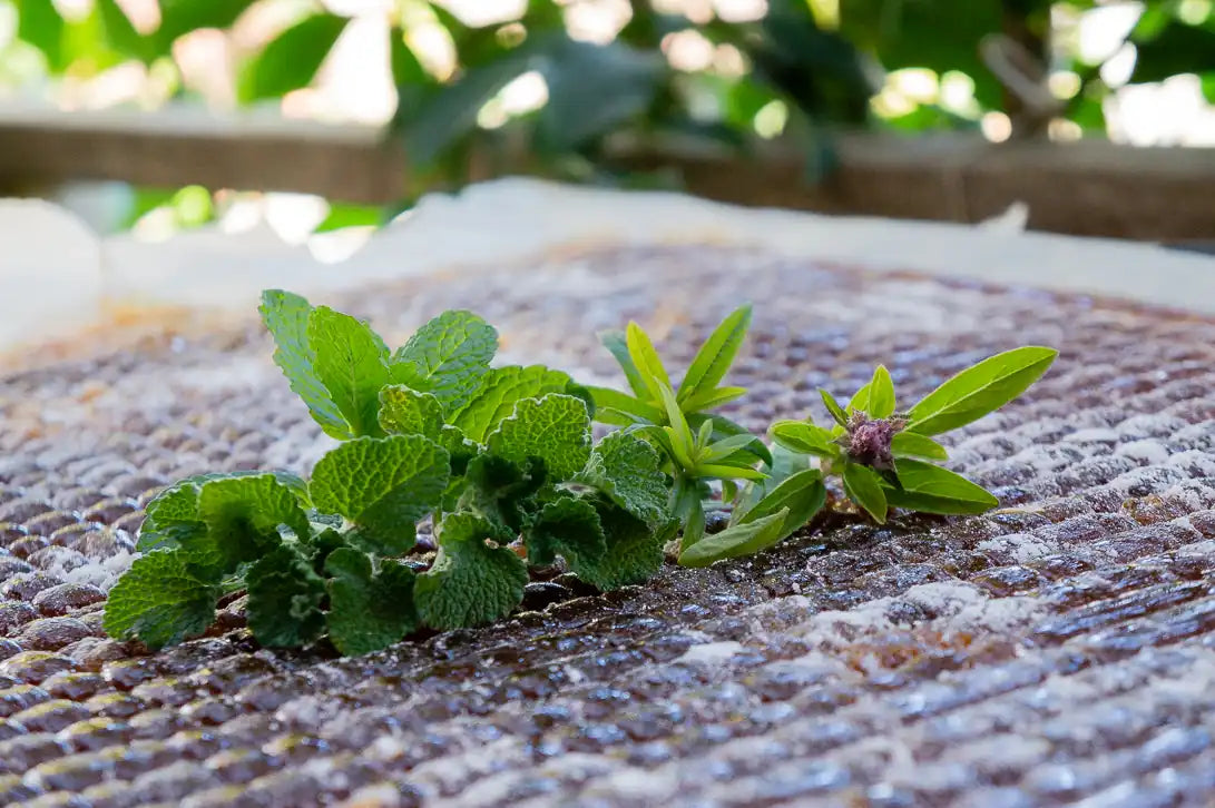 Toffee - Horehound - Cough & Sore Throat
