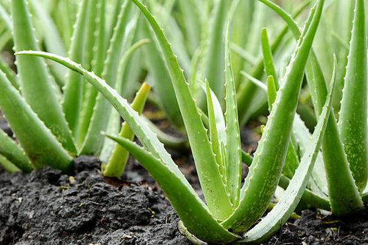 The Benefits of Aloe Gel