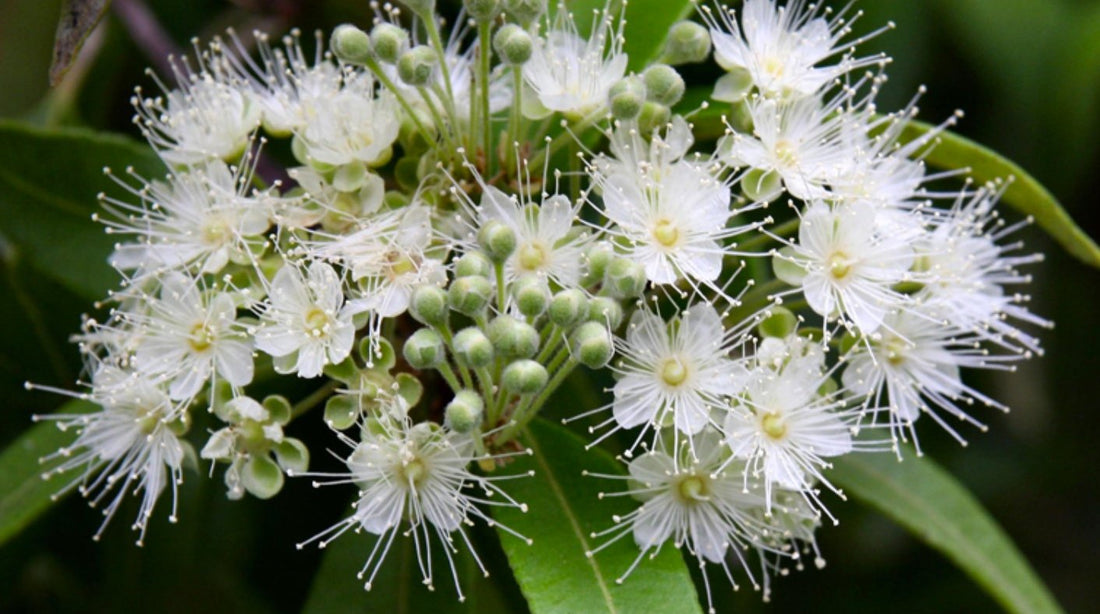 Flowering Lemon Myrtle