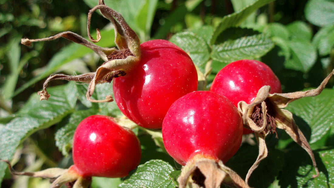 Rosehip oil - rich and nourishing