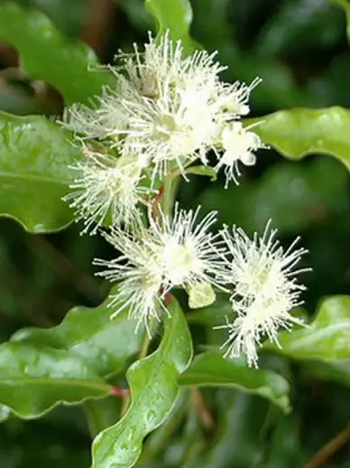 Aniseed Myrtle - Tucker Bush