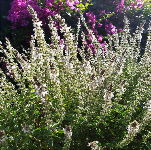 Basil Essential Oil