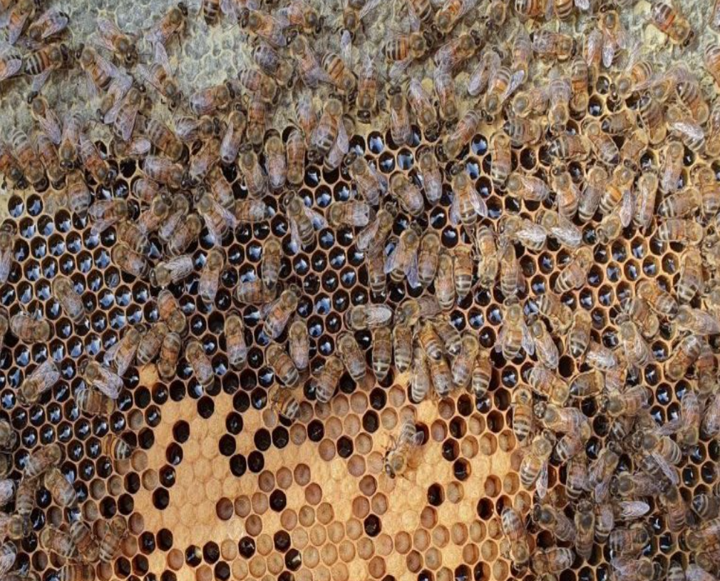 bees on a honeycomb