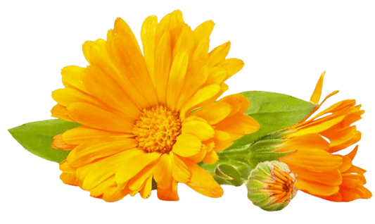 Calendula Oil Benefits