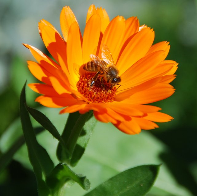 How to Juice Calendula Petals