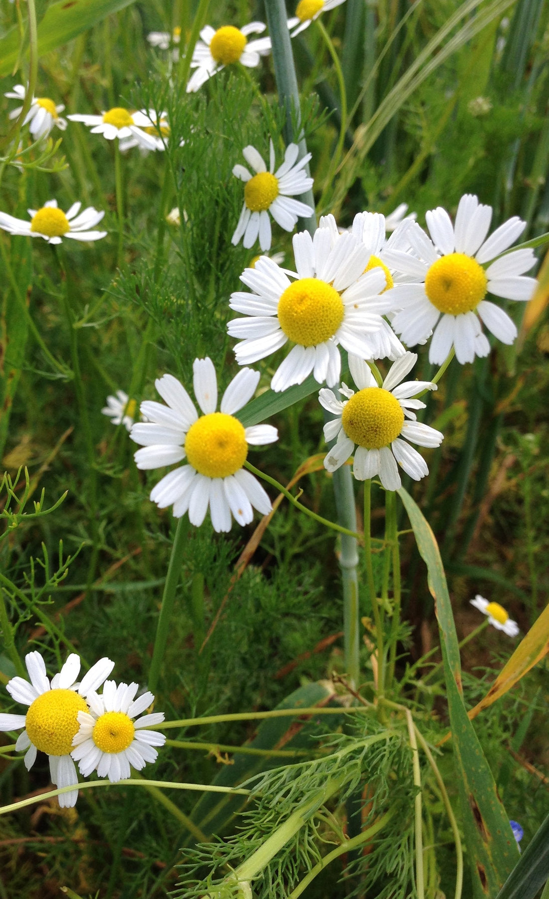 Chamomile - Nature's Healer