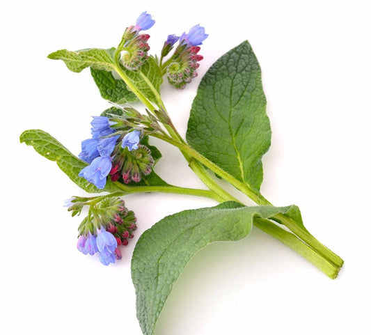 Comfrey and Allantoin