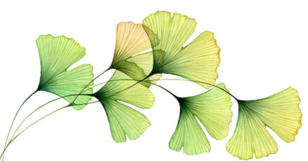 Unlocking Ginkgo Power