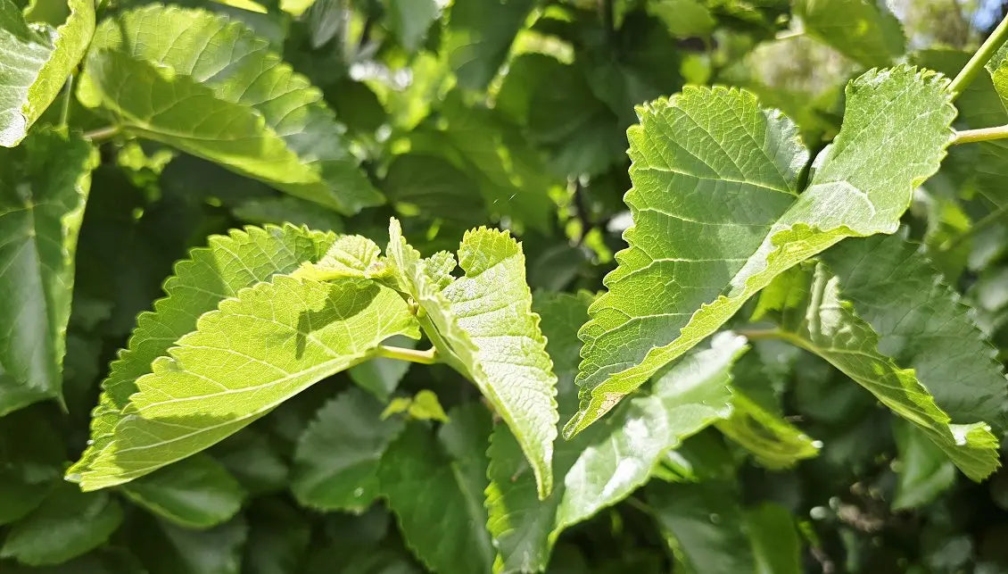 Black Mulberry Leaf