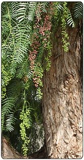 Schinus Molle Essential Oil