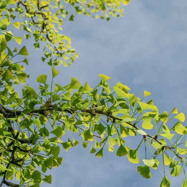 Ginkgo Leaf