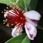Feijoa ~ Guava Fruit Powder
