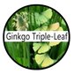Ginkgo Triple-Leaf Powder