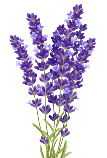 Lavender Essential Oil