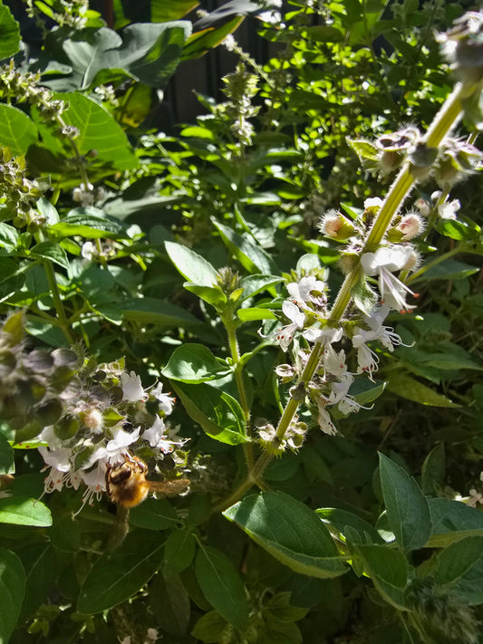 Basil Essential Oil
