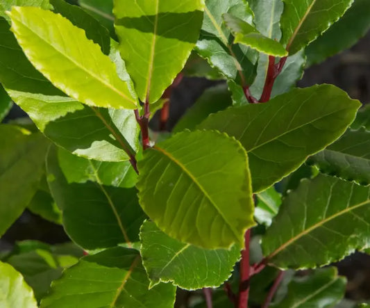 Bay Essential Oil