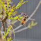 Propolis Tincture