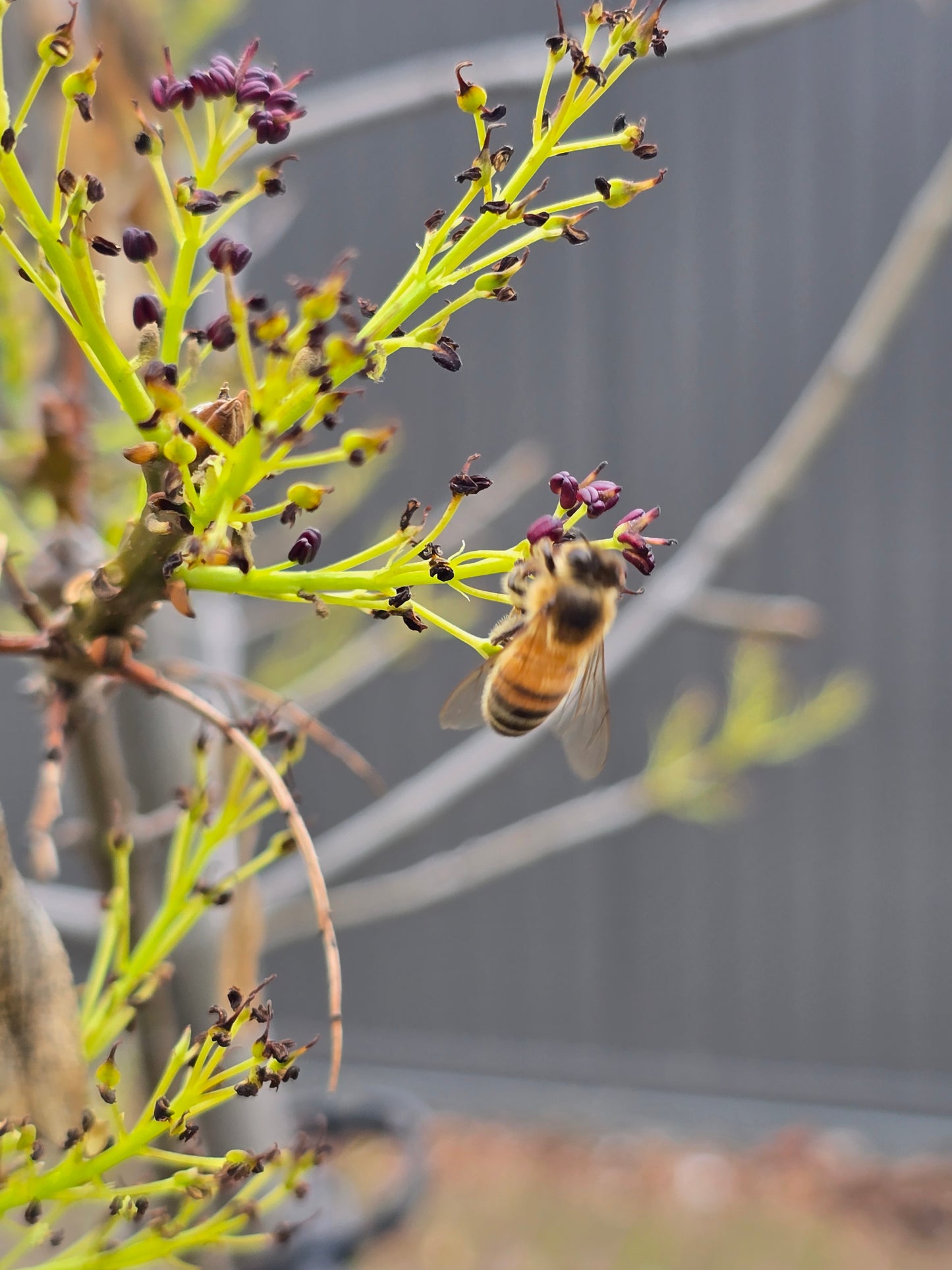 Propolis Tincture