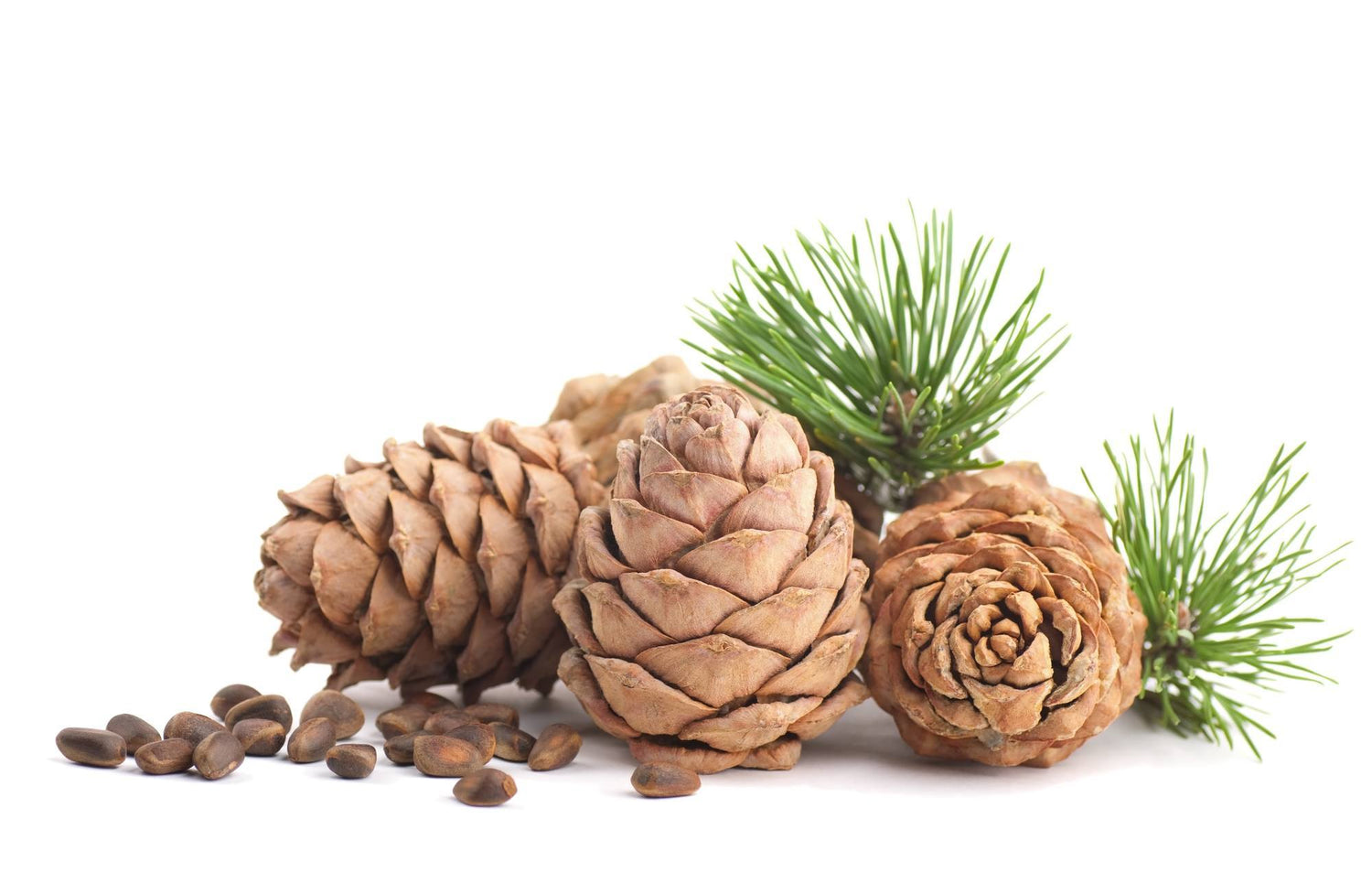 Cedarwood Essential Oil