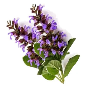 10ml  Clary Sage ( Bulgarian)